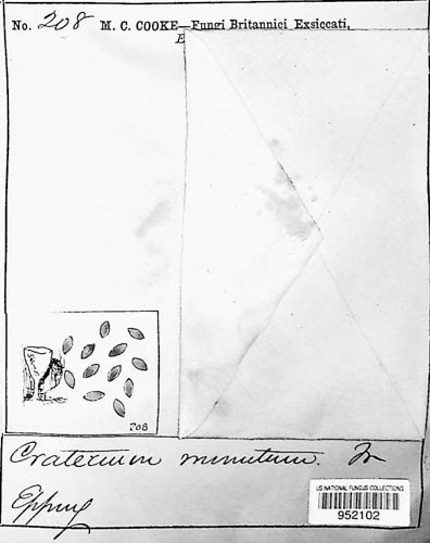 Craterium minutum image